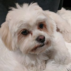 Meet your Posher, May